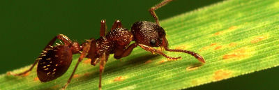 Ants & Fire Ants